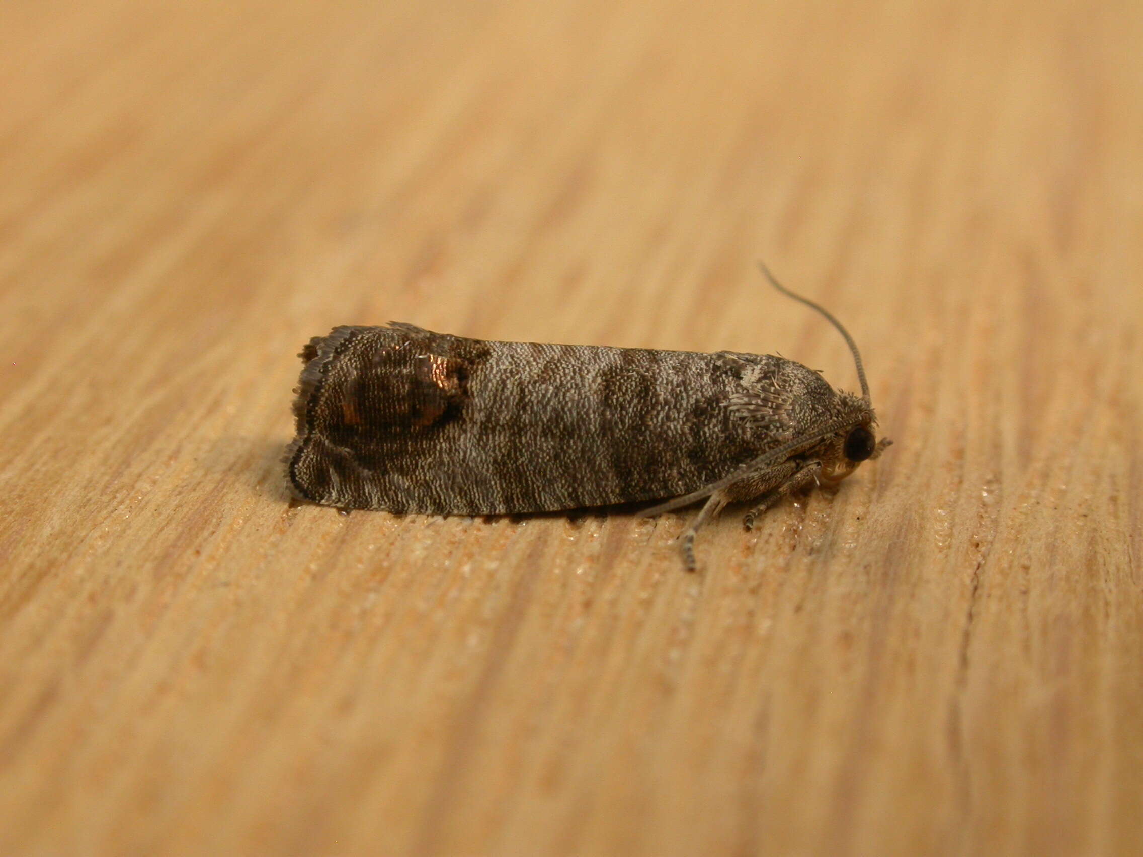 Image of codling moth