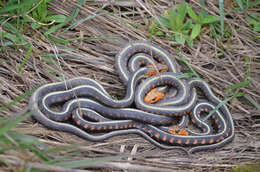 Plancia ëd Thamnophis sirtalis concinnus (Hallowell 1852)