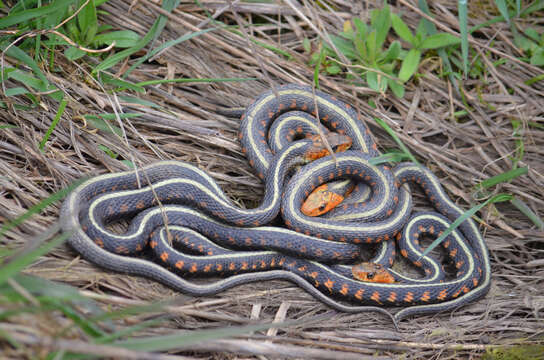 Image of Thamnophis sirtalis concinnus (Hallowell 1852)