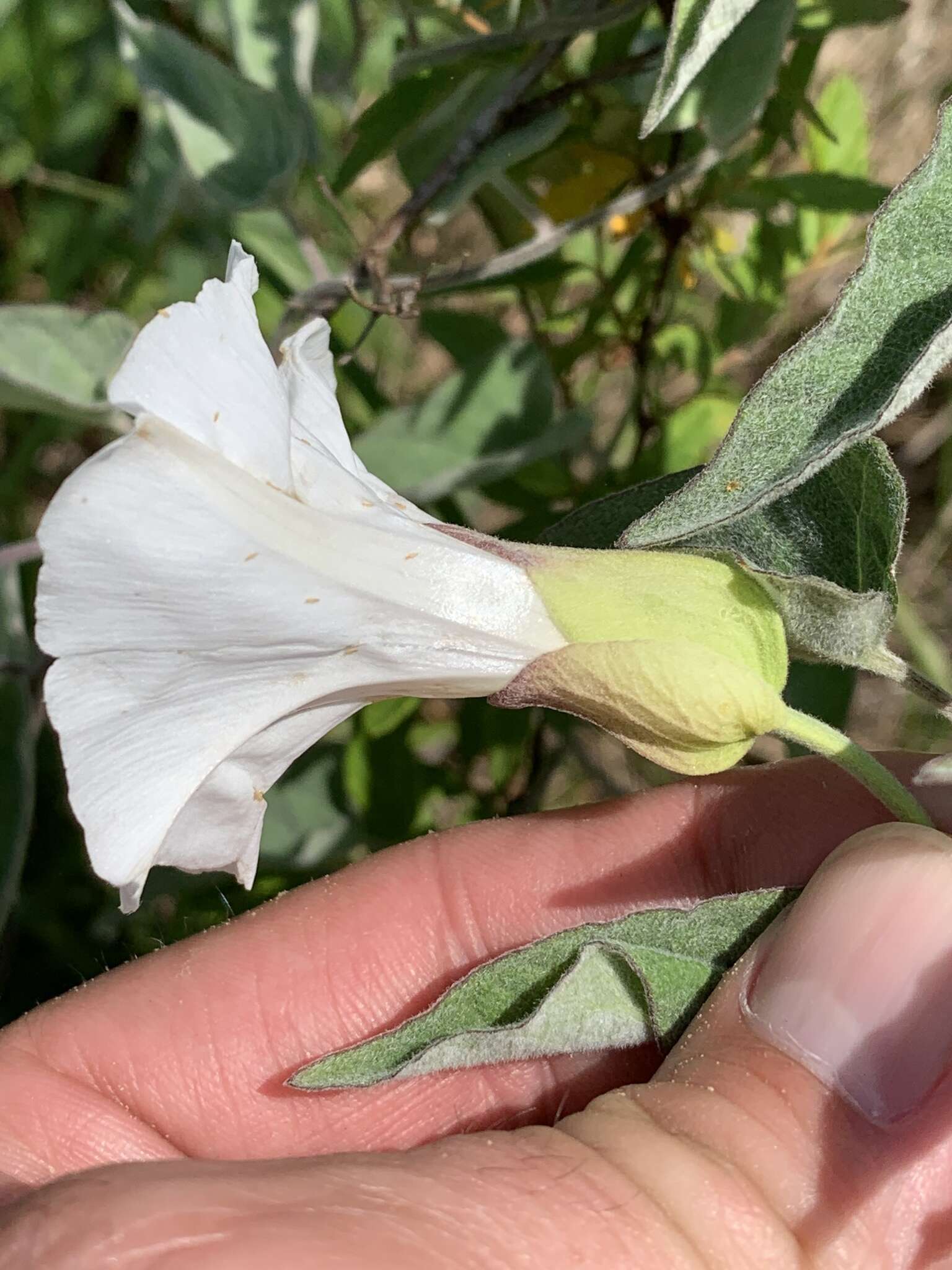 Image of Catesby's false bindweed