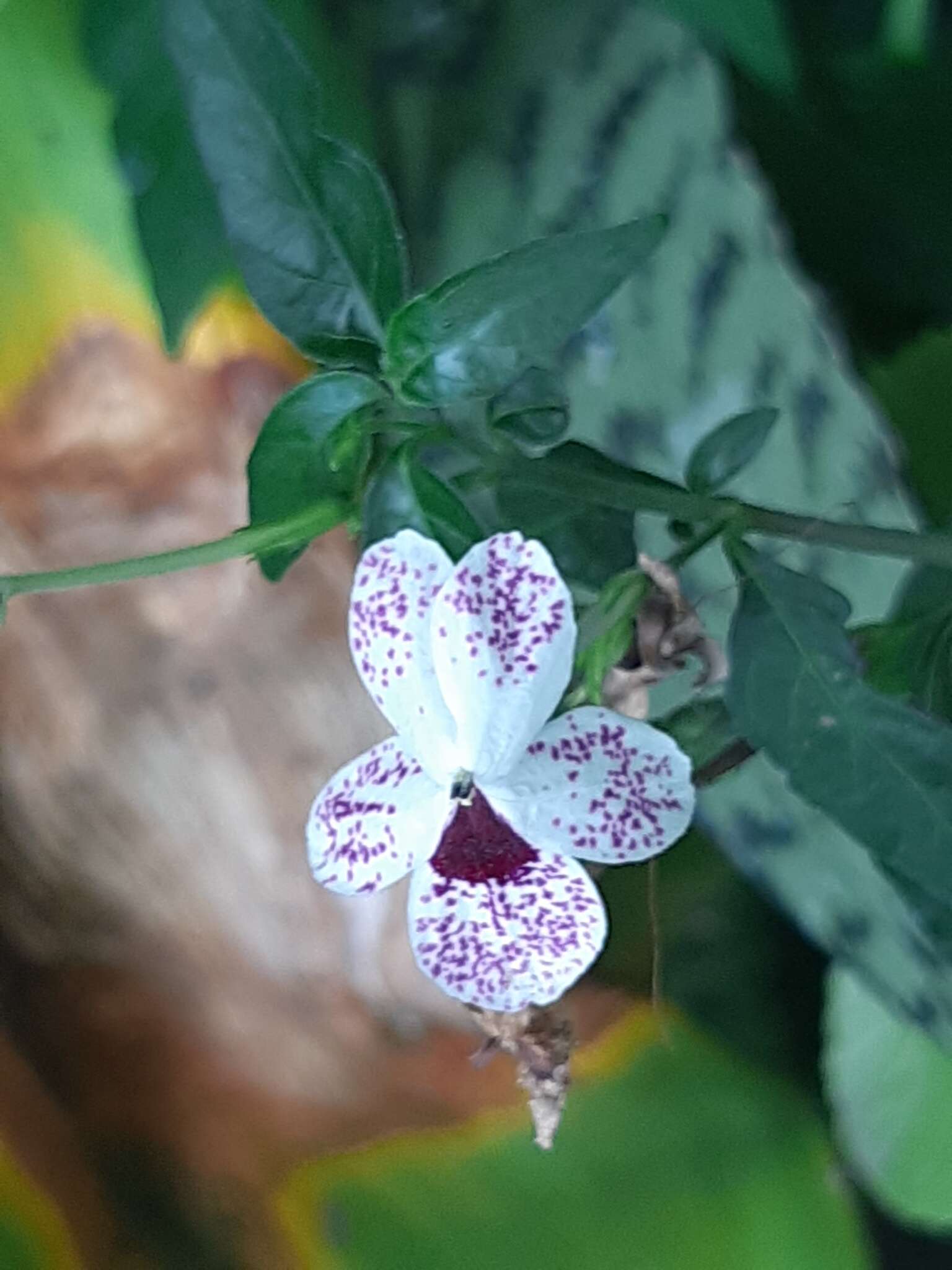 Pseuderanthemum bicolor (Sims) Radlk. resmi