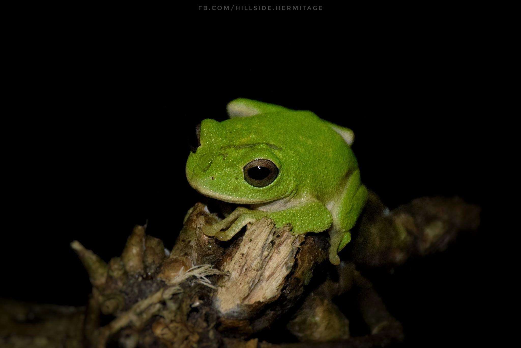 Image of Pseudophilautus mooreorum (Meegaskumbura & Manamendra-Arachchi 2005)