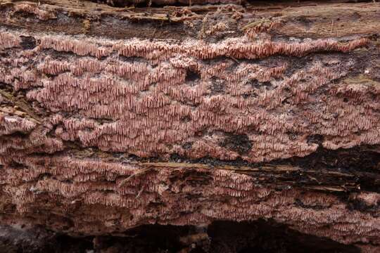 Image de Polypore pourpre