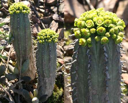 Слика од Euphorbia nesemannii R. A. Dyer