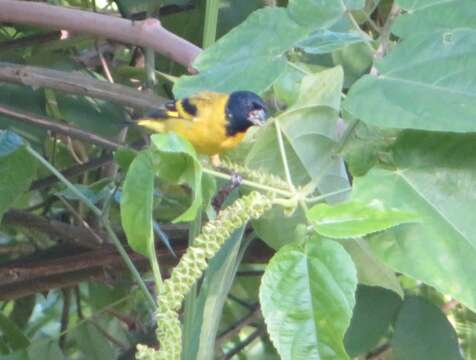 Image of Olivaceous Siskin