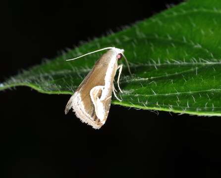 Image of Rivula curvifera Walker 1862