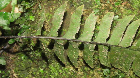 Image of Hymenasplenium pseudobscurum Viane