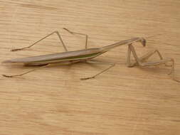 Image of Purple-winged mantis