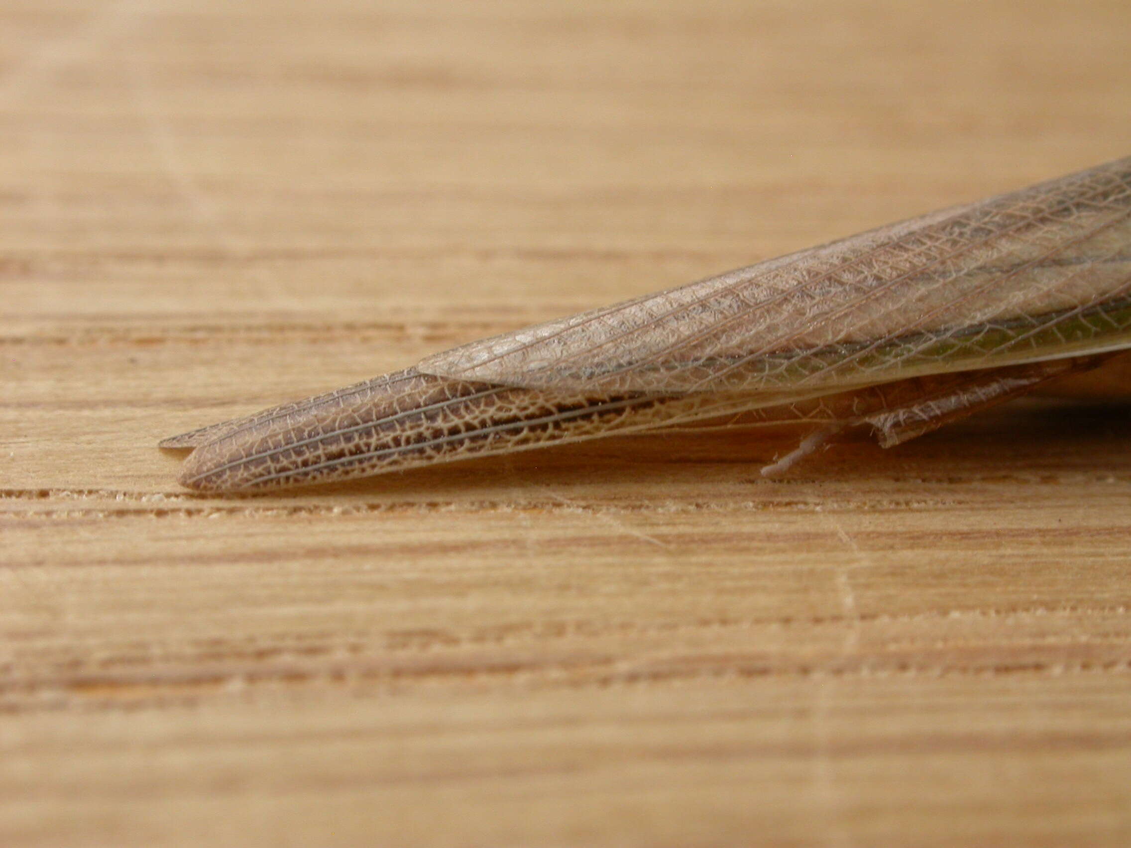 Image of Purple-winged mantis