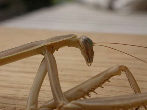 Image of Purple-winged mantis