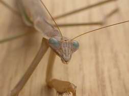 Image of Purple-winged mantis