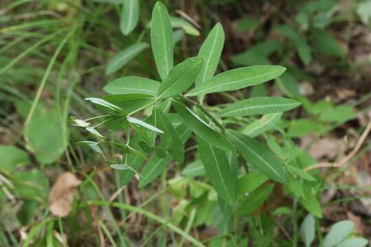 Image of Euphorbia lucorum Rupr.