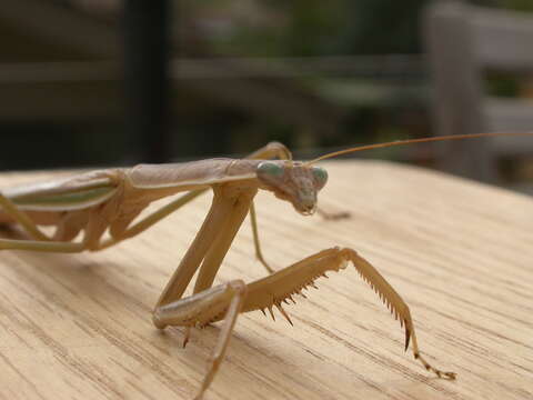 Image of Purple-winged mantis