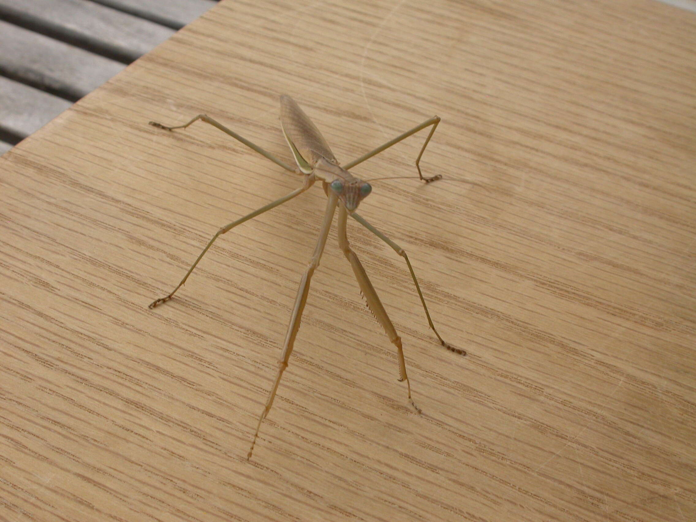 Image of Purple-winged mantis