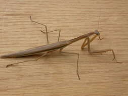 Image of Purple-winged mantis