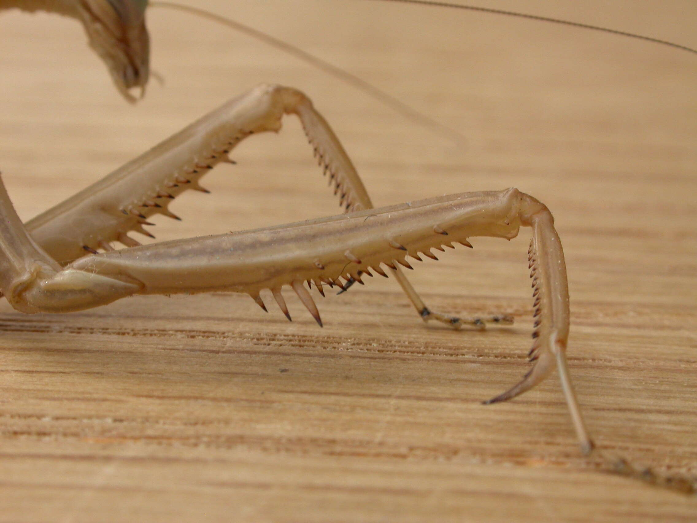 Image of Purple-winged mantis