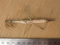 Image of Purple-winged mantis