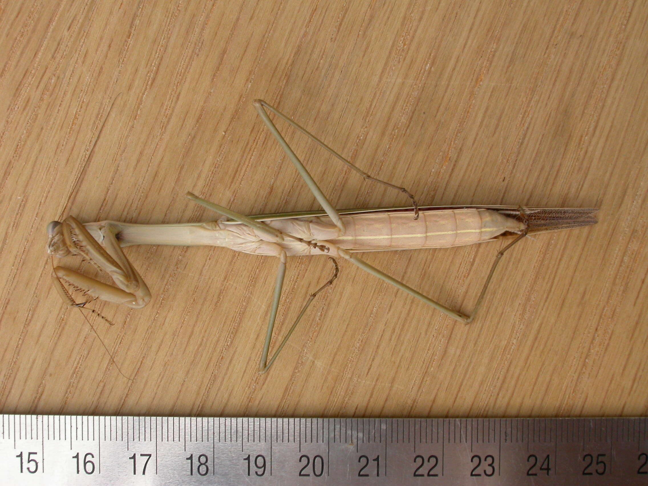 Image of Purple-winged mantis