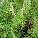 Image of Ocimum africanum Lour.