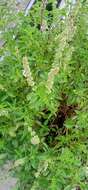 Image of Ocimum africanum Lour.