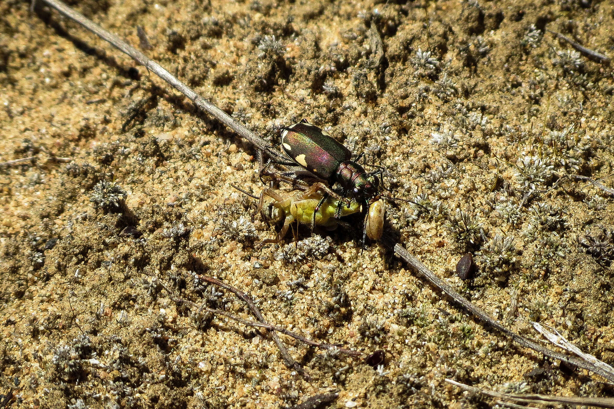 Image de Cicindela (Cicindela) scutellaris Say 1823