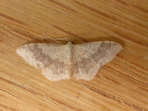 Image of Idaea halmaea Meyrick 1888