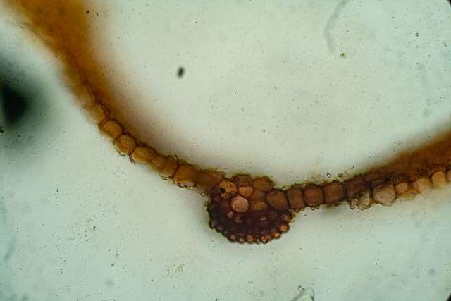 صورة Syntrichia norvegica Weber 1804