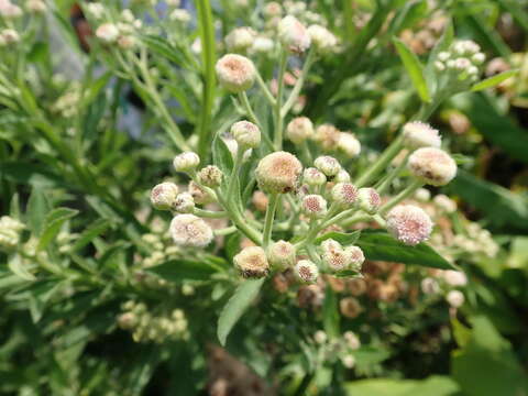 Image of Wing-Stem Camphorweed