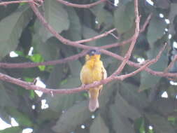 Image of Baglafecht Weaver