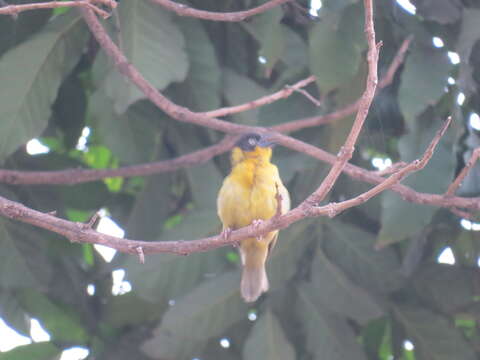 Image of Baglafecht Weaver