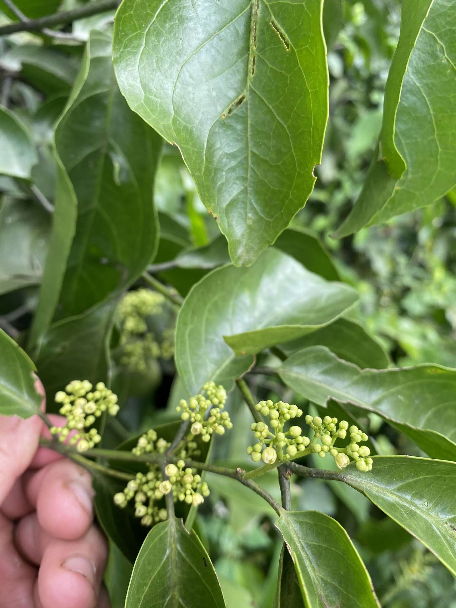 Image of Pristimera paniculata (Vahl) N. Hallé