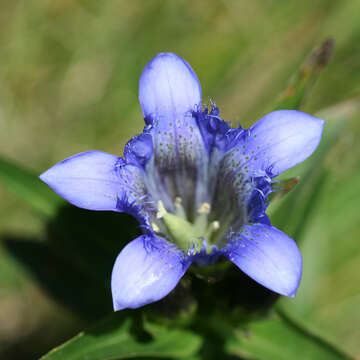 Image of crested gentian