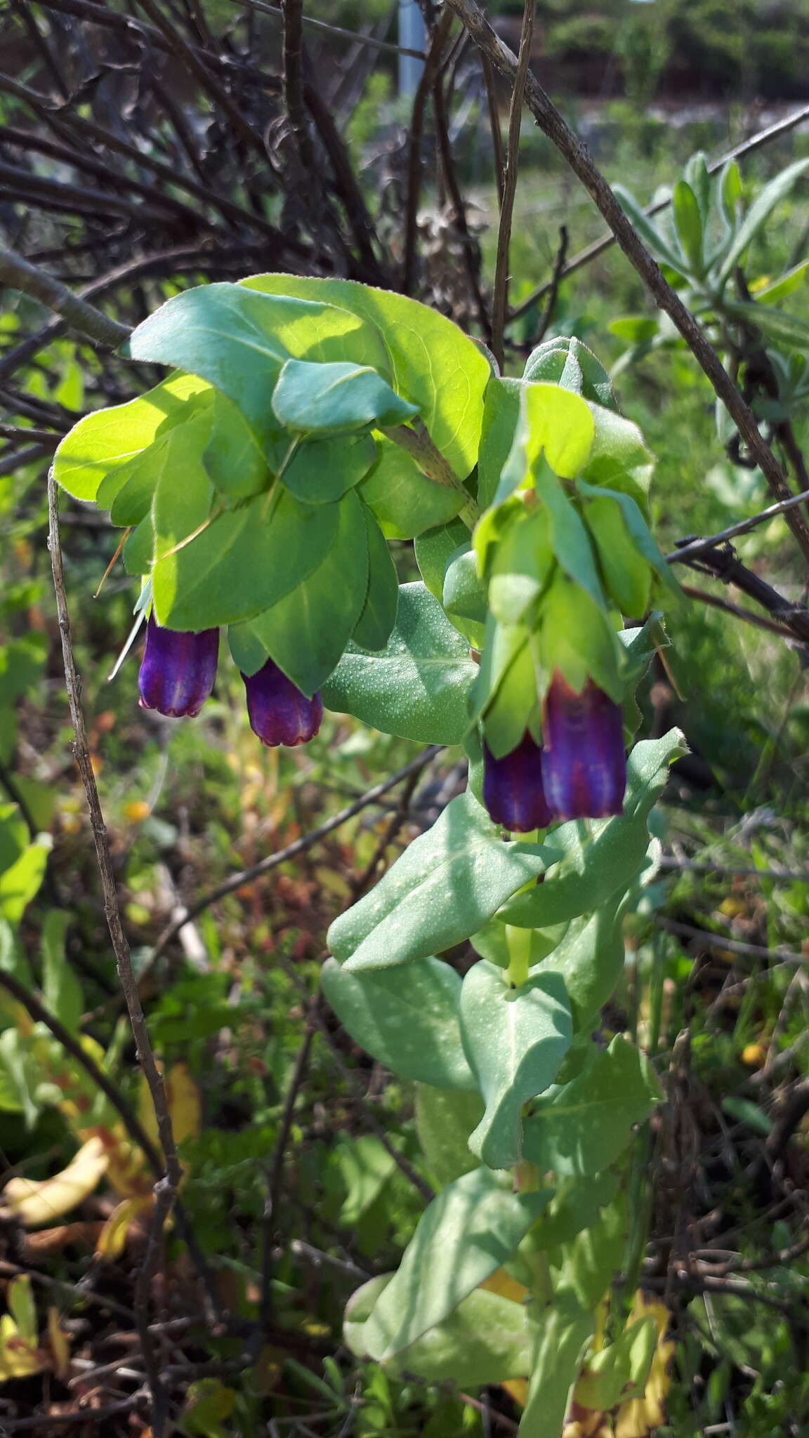 Cerinthe major L. resmi