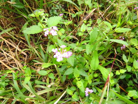 Image of Lantana megapotamica (Spreng.) Tronc.