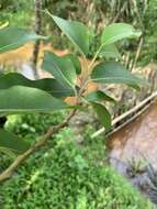 Image of Salix kusanoi (Hayata) C. K. Schneid.