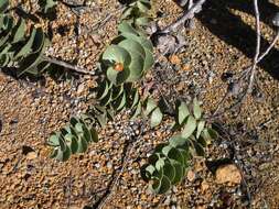 Image of Hakea cucullata R. Br.