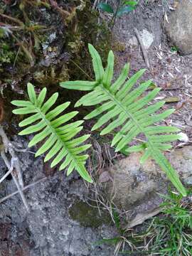 Image de Polypodiodes amoena (Wall. ex Mett) Ching