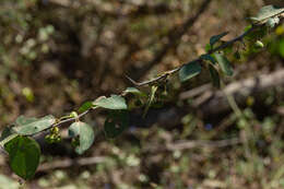 Sivun Colubrina heteroneura (Griseb.) Standl. kuva