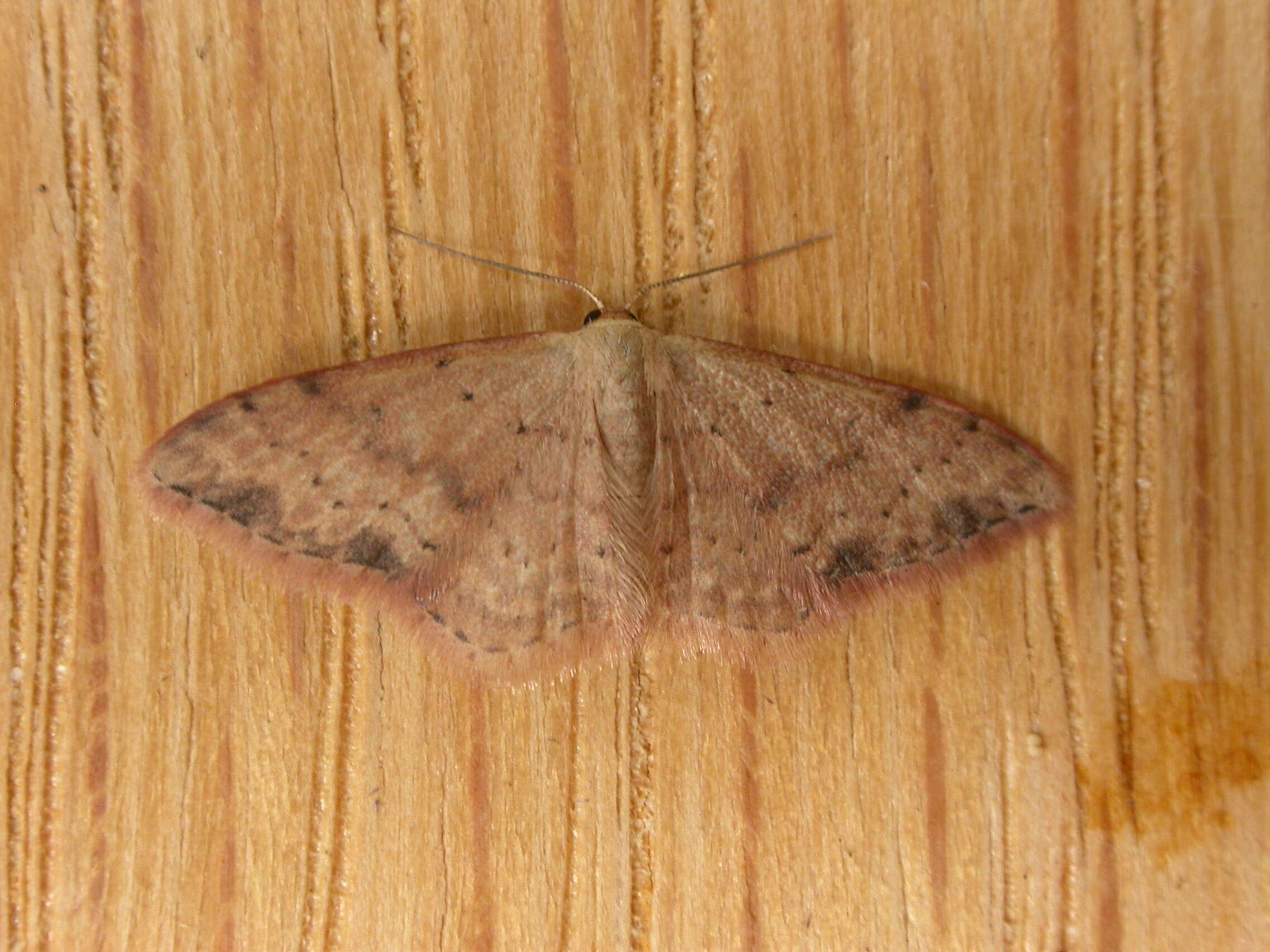 Image of Idaea halmaea Meyrick 1888