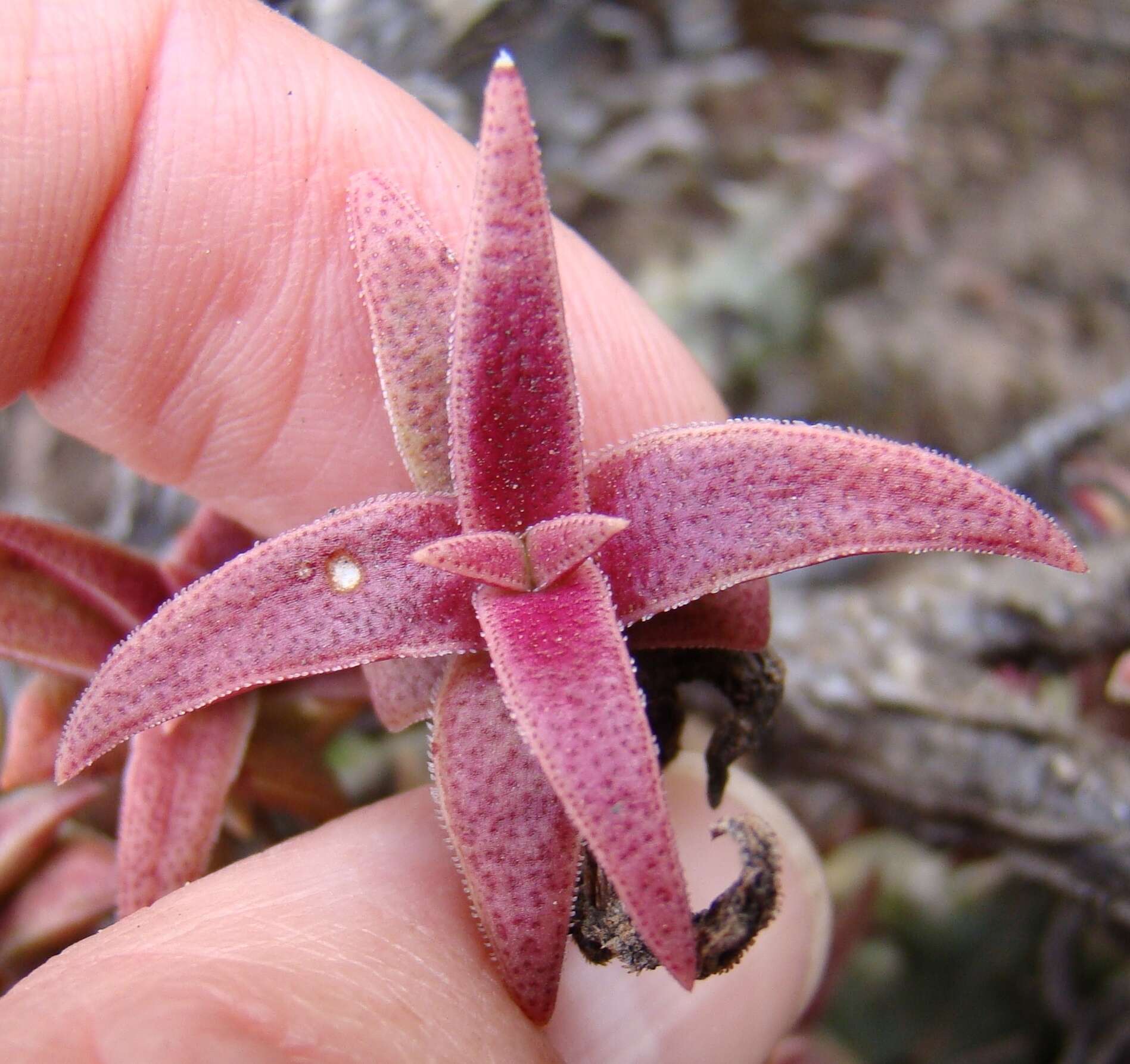 Слика од Crassula capitella subsp. thyrsiflora (Thunb.) Tölken