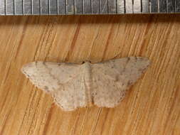 Image of Idaea halmaea Meyrick 1888