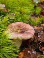 Image de Russula roseopileata McNabb 1973