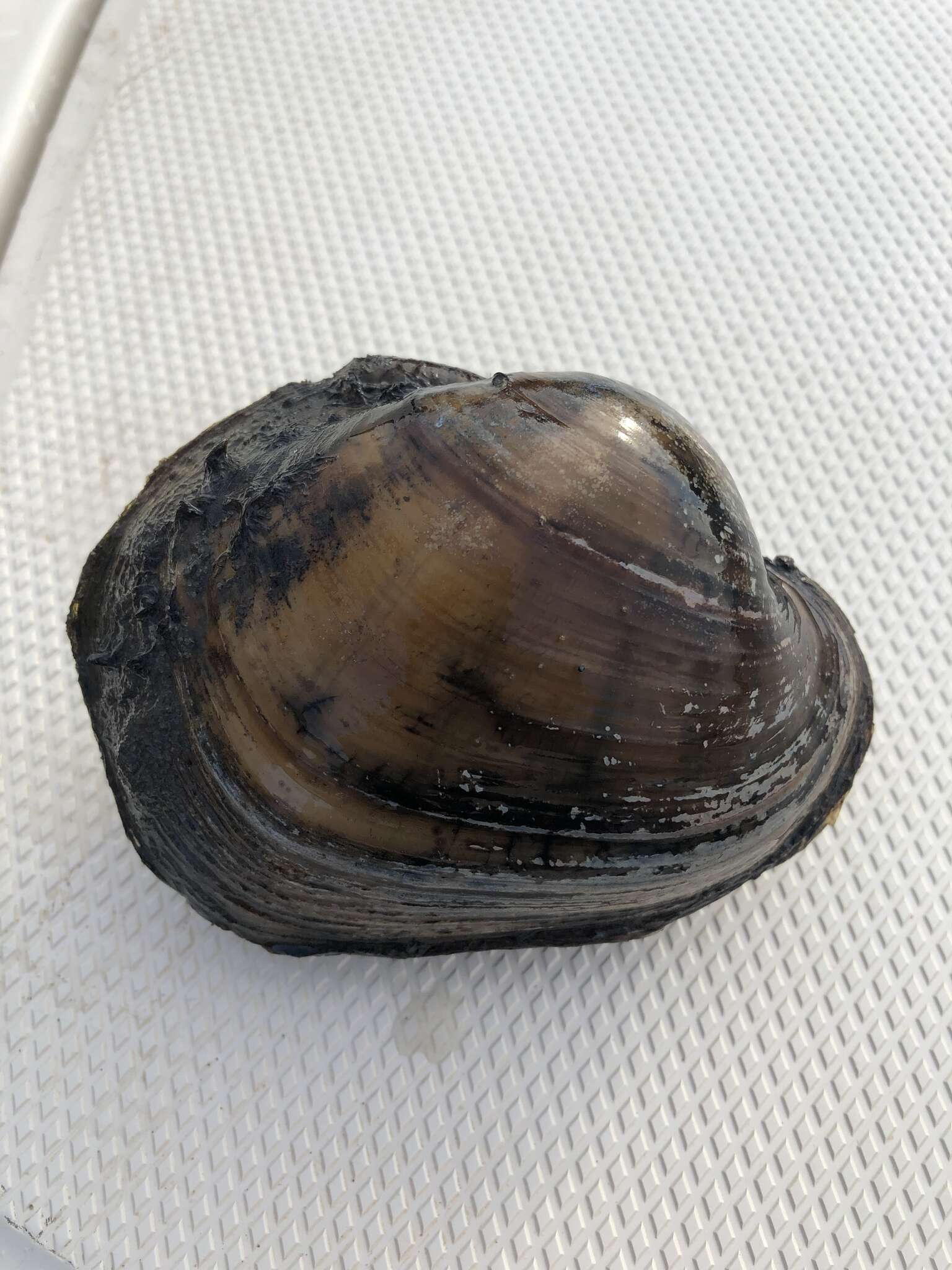 Image of Higgins' Eye Pearly Mussel