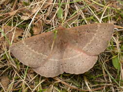 Image of Anthela nicothoe (Boisduval 1832)