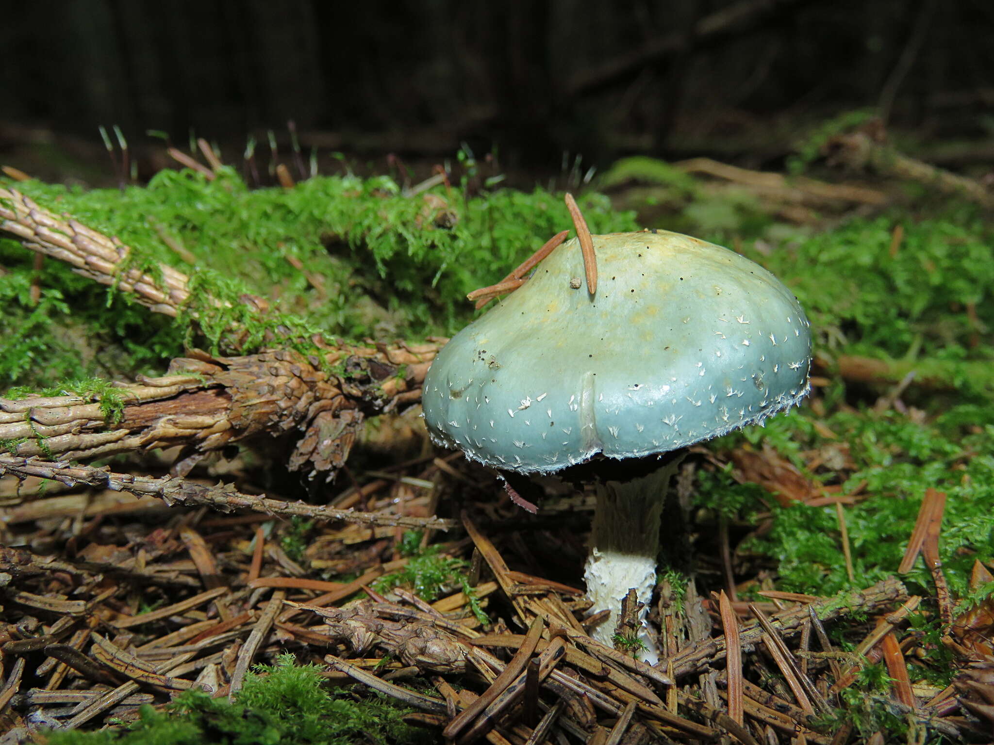 Image of Stropharia aeruginosa (Curtis) Quél. 1872