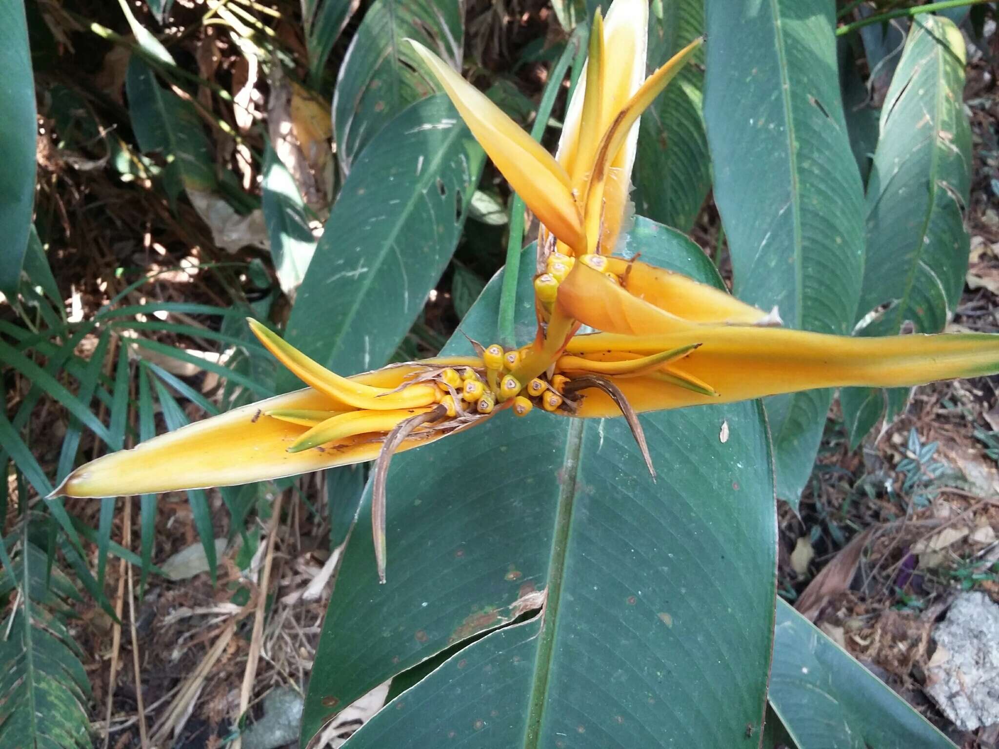 Plancia ëd Heliconia latispatha Benth.