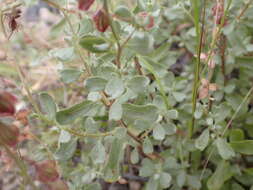 Helianthemum canariense (Jacq.) Pers.的圖片