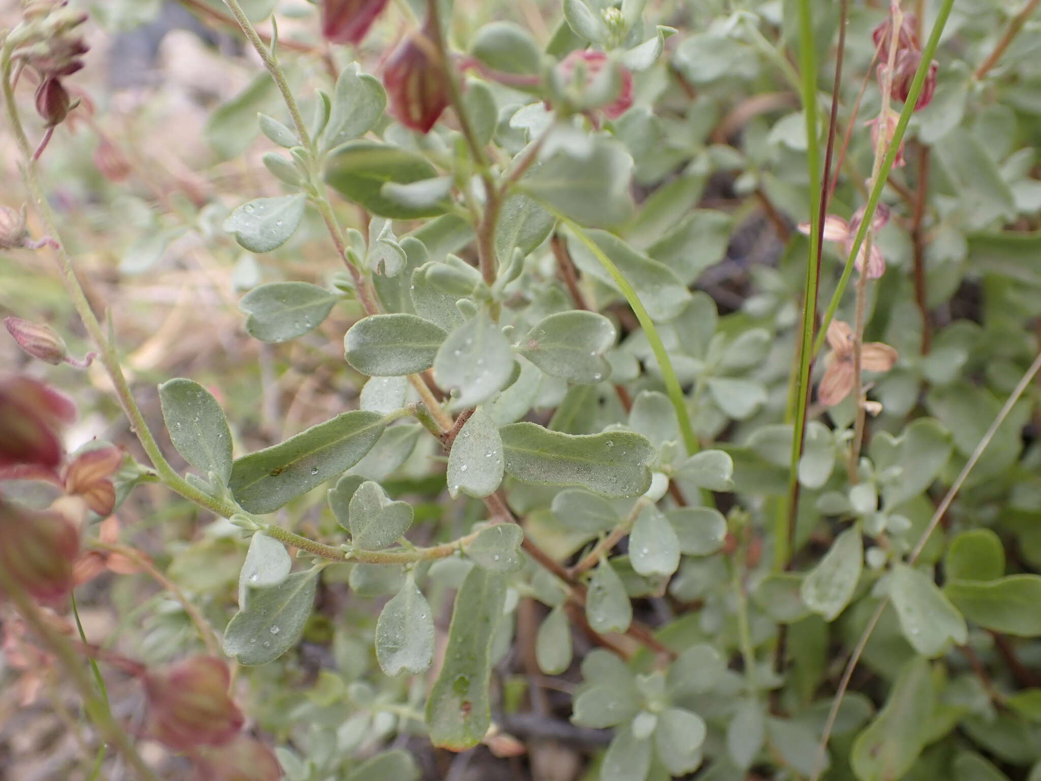 Helianthemum canariense (Jacq.) Pers.的圖片