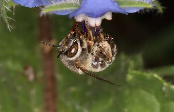 Image of Anthophora crassipes Lepeletier 1841