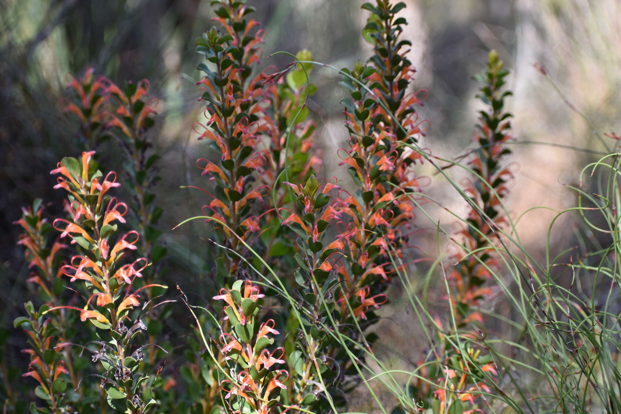 Image of Adenanthos obovatus Labill.